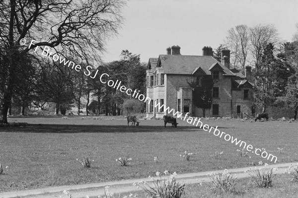 VIEWS OF HOUSE IN SPRINGTIME DAFFODILS